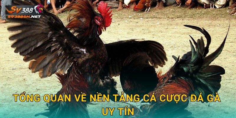 SV388 SH Là Gì? Tổng Quan Về Nhà Cái Đá Gà Hàng Đầu